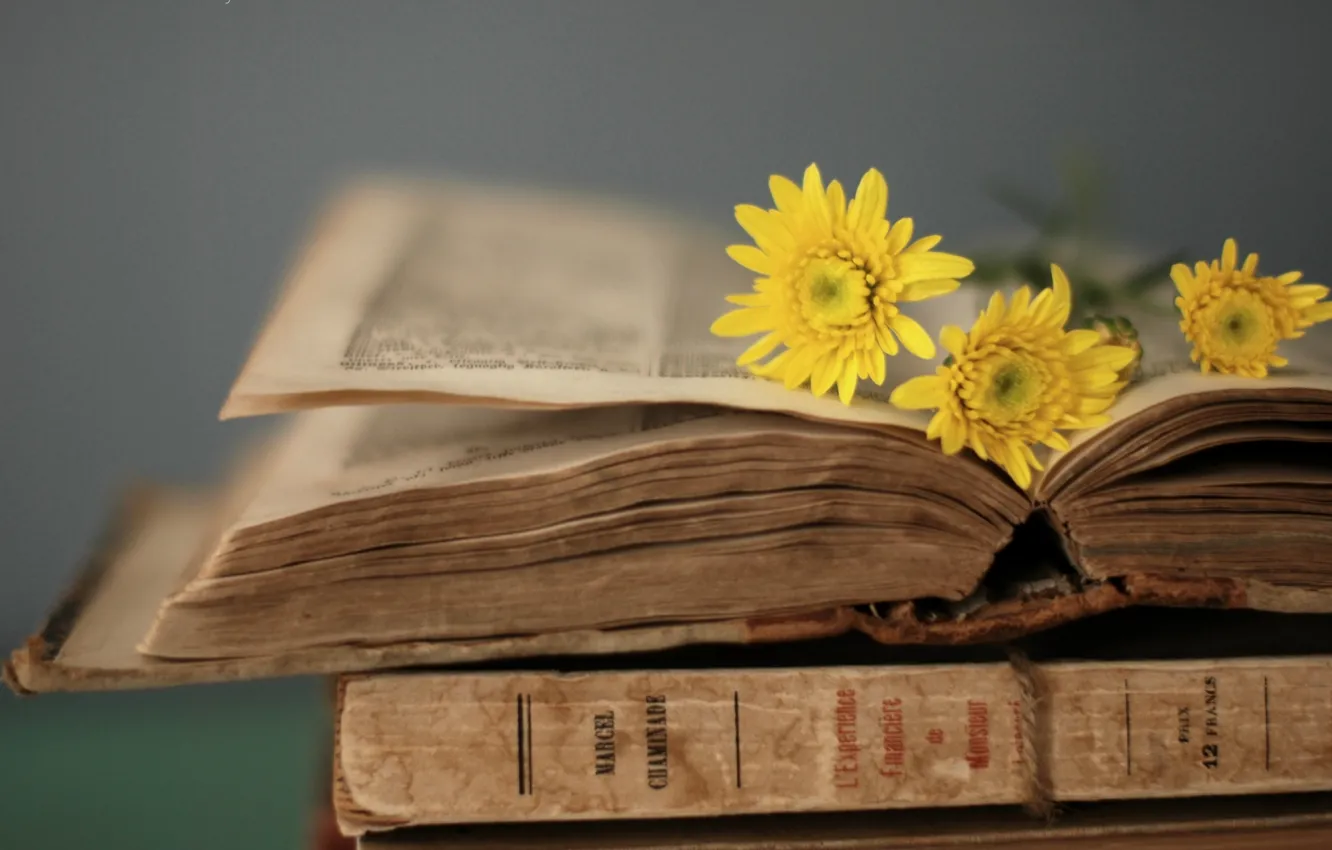 Фото обои цветы, желтый, стиль, фон, обои, книга, книжка, страницы