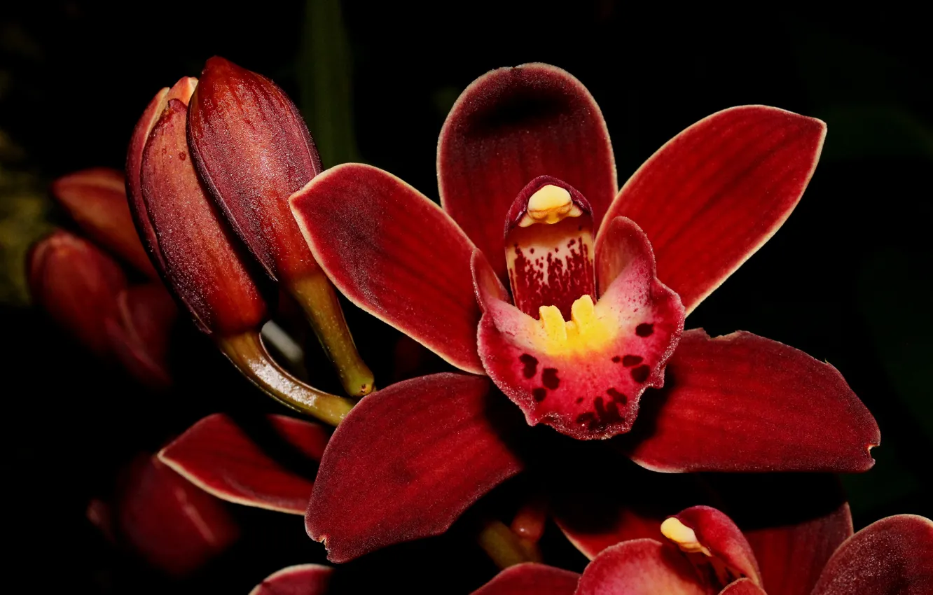 Фото обои цветок, макро, бутоны, орхидея