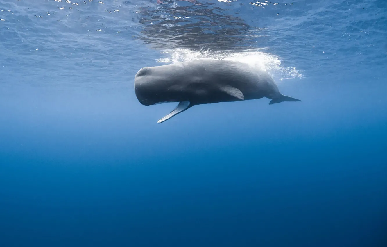 Фото обои animal, wild, Cachalot, sperm whale