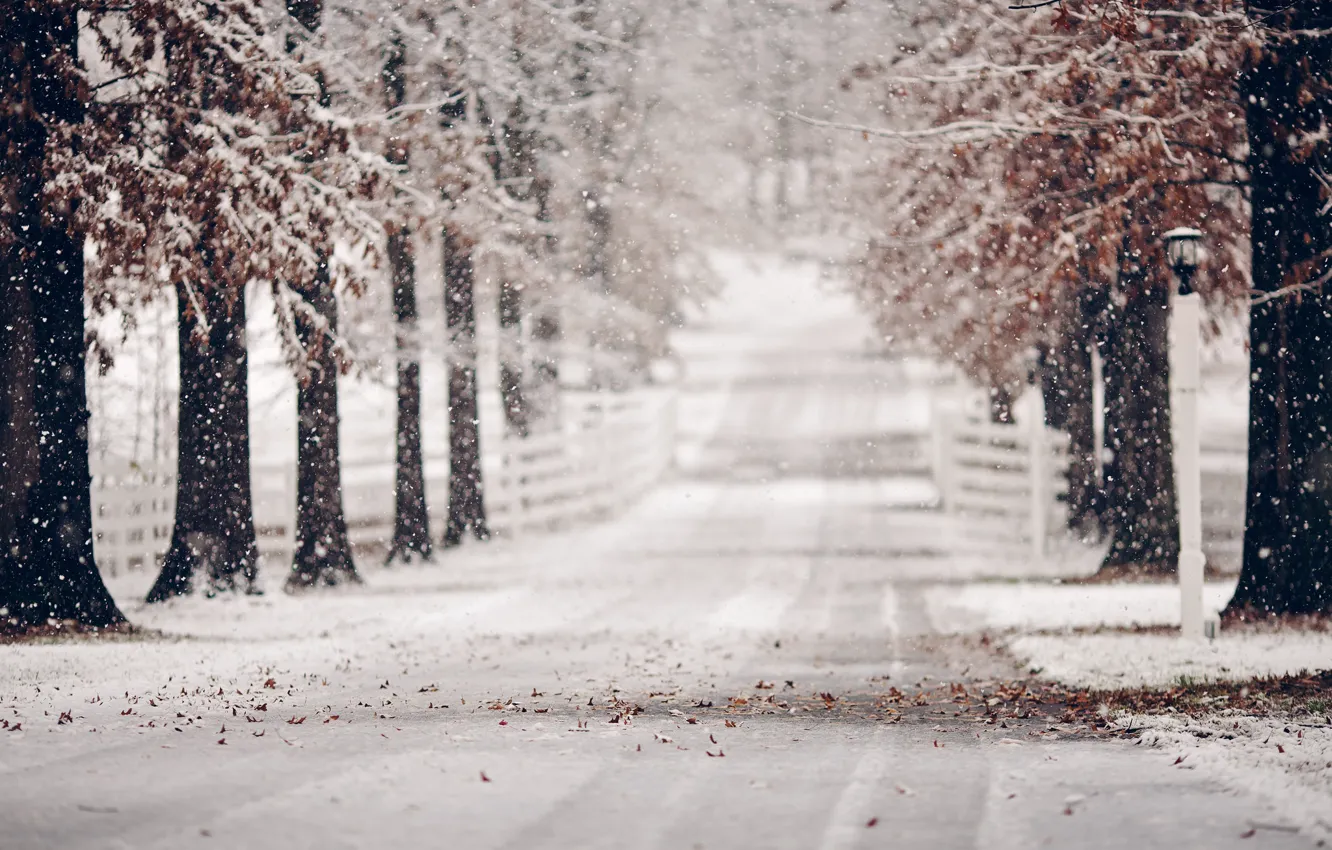 Фото обои зима, дорога, листья, снег