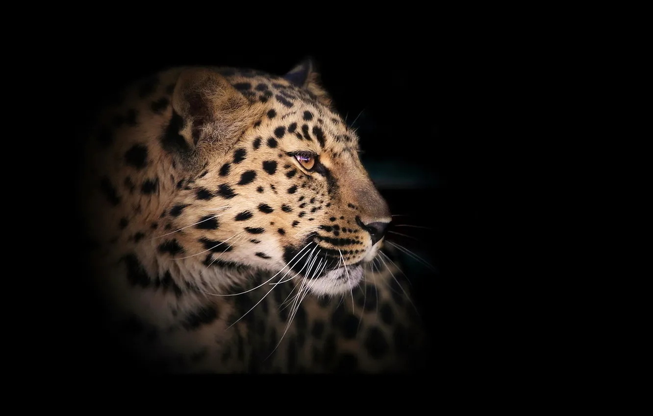 Фото обои леопард, дикая кошка, тёмный фон