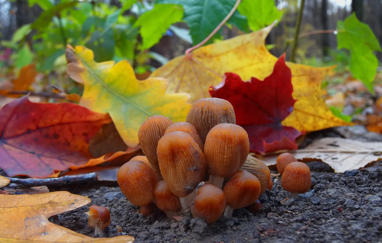 Фото обои осень, листья, природа, грибы