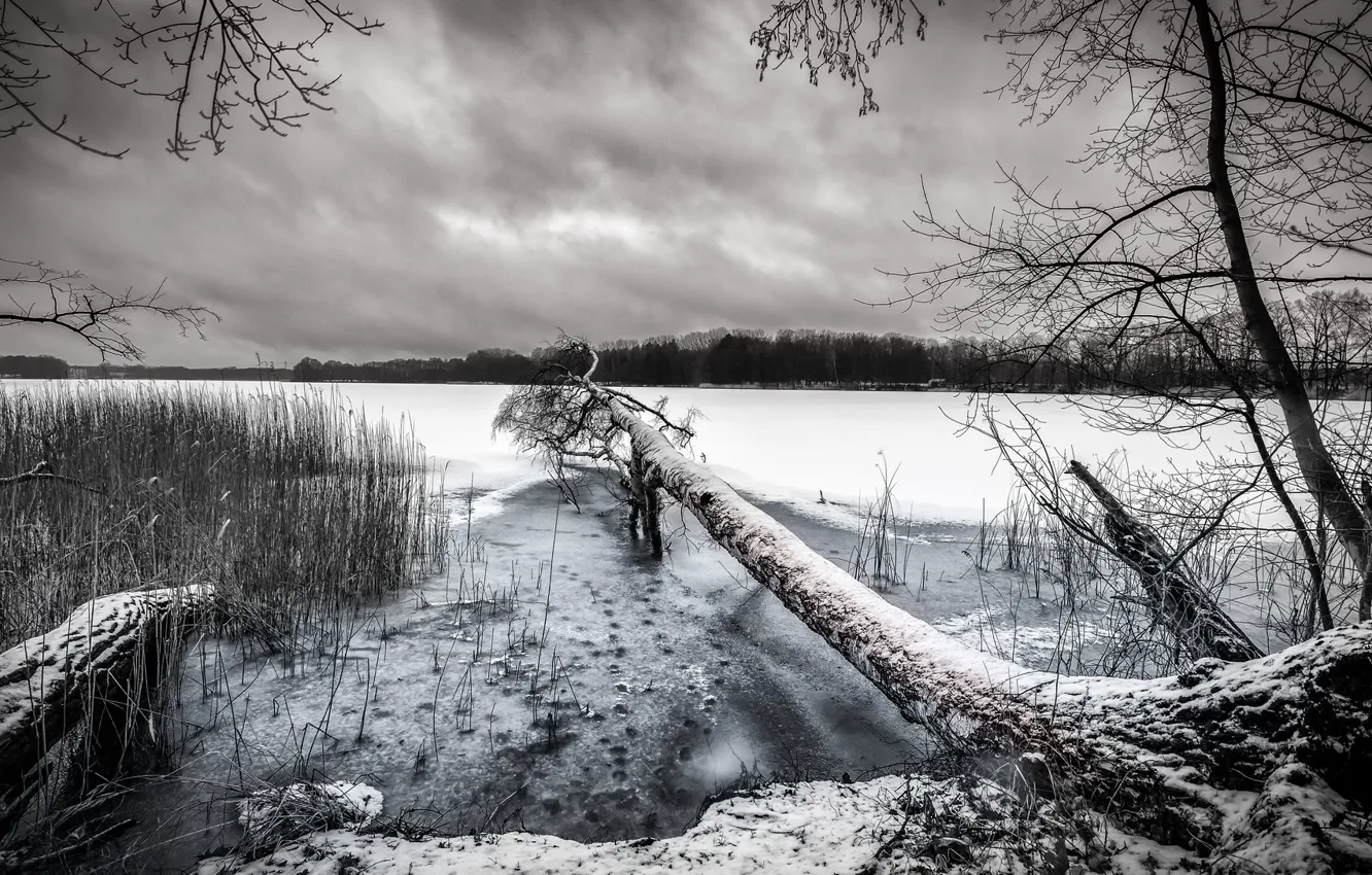Фото обои зима, снег, озеро, дерево