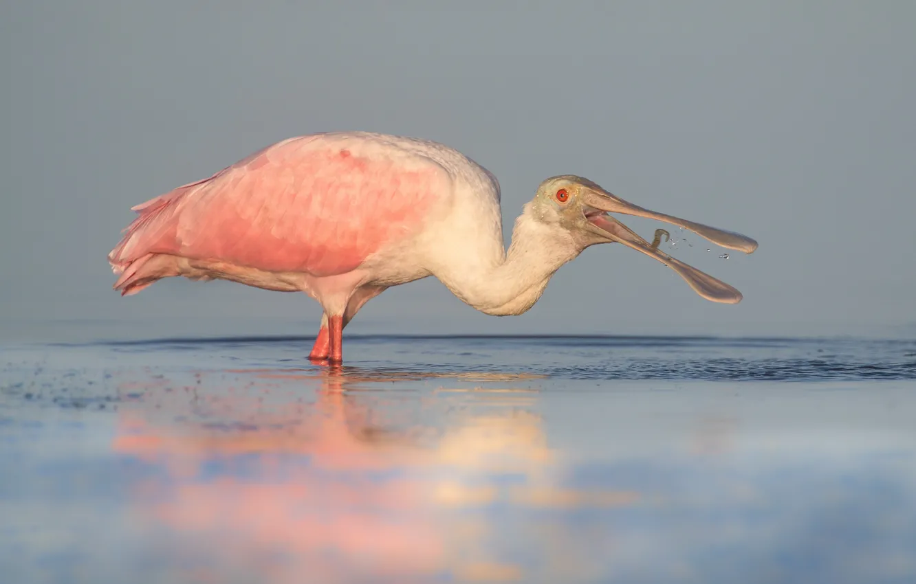 Фото обои nature, wildlife, roseate spoonbill, spoonbill