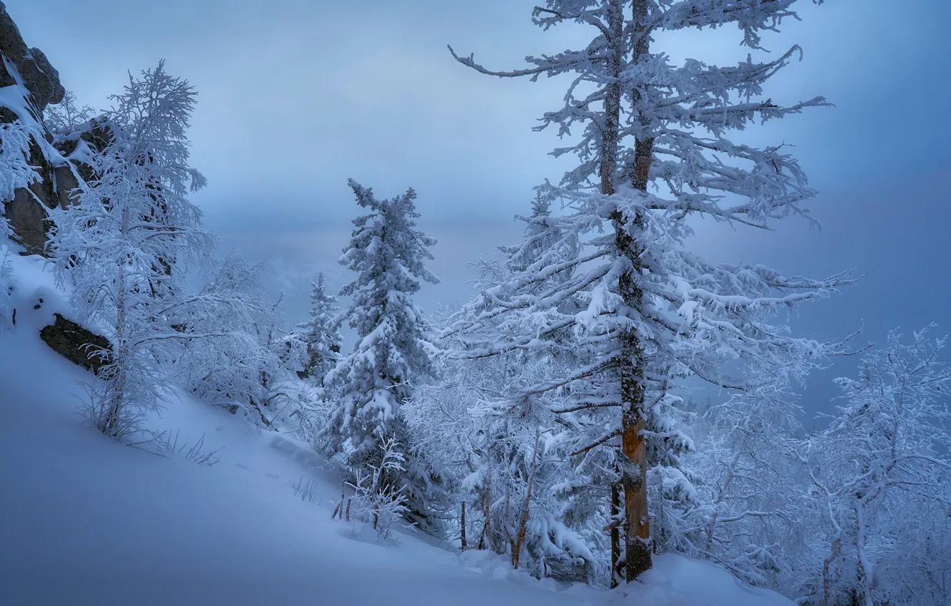 Фото обои зима, снег, деревья, Россия, Сергей Межин