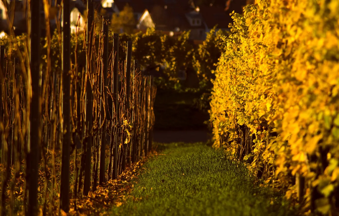 Фото обои wine, flowers, two worlds, vineyard, field of gold