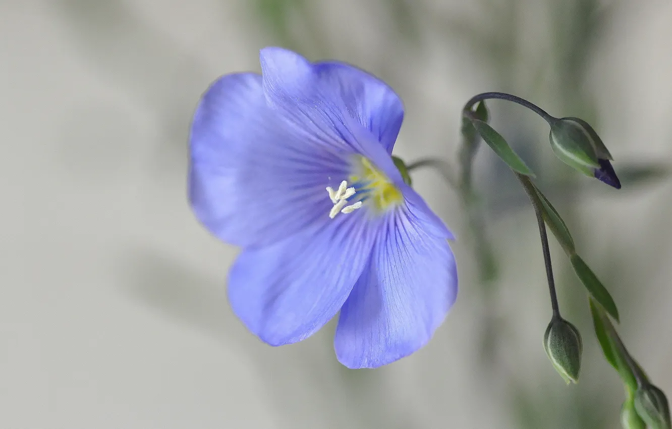 Фото обои цветок, фон, голубой, лен, бутоны