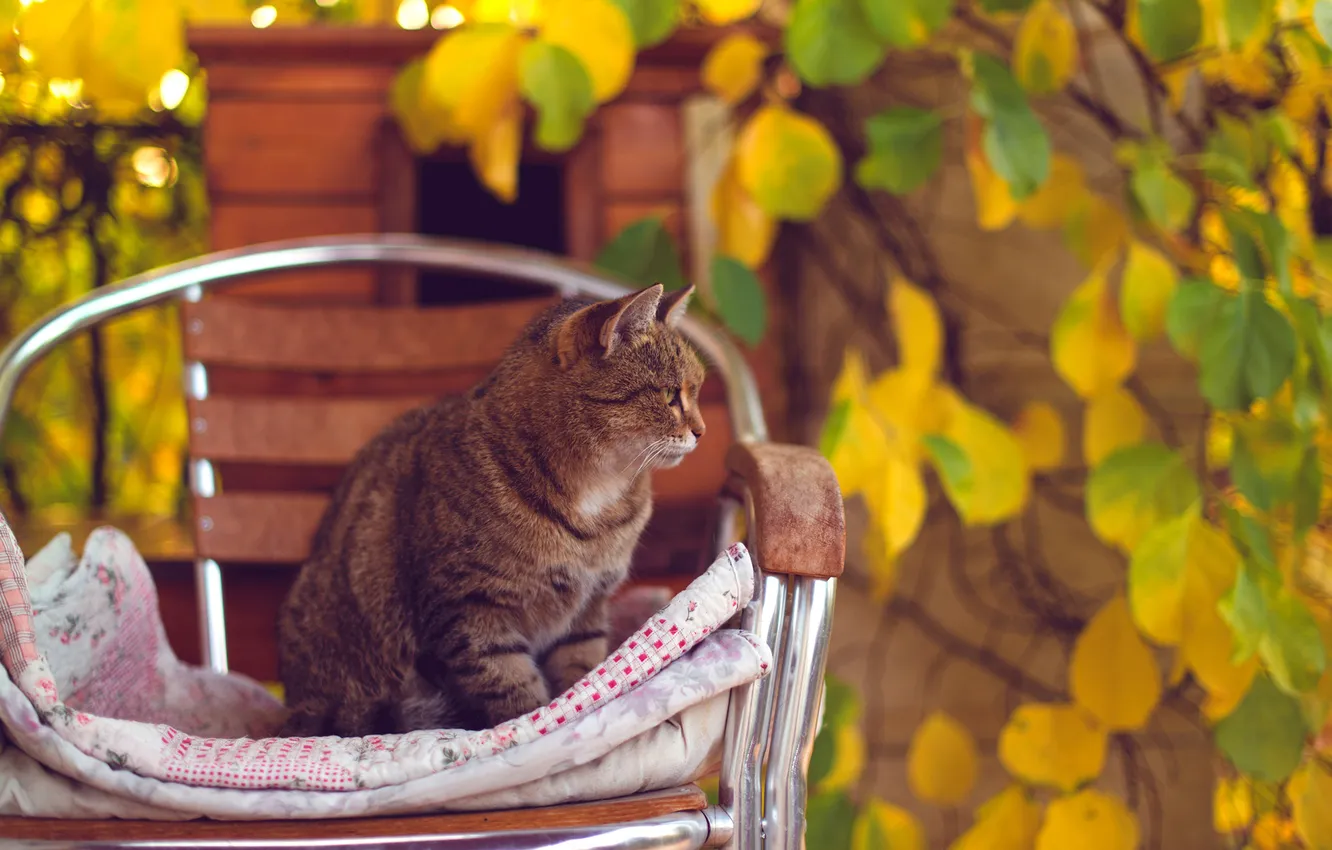 Фото обои осень, кошка, кот, листья, желтые, стул