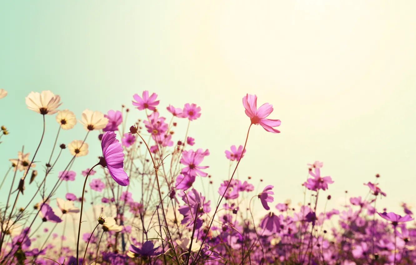 Фото обои поле, лето, солнце, цветы, summer, розовые, field, pink