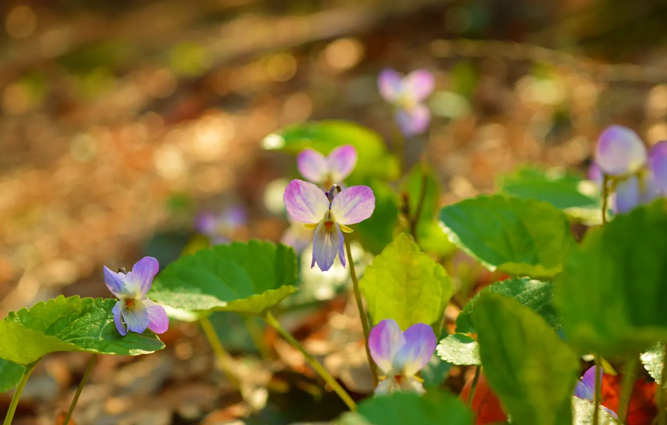 Фото обои Природа, Весна, Nature, Flowers, Spring, Фиалка трёхцветная