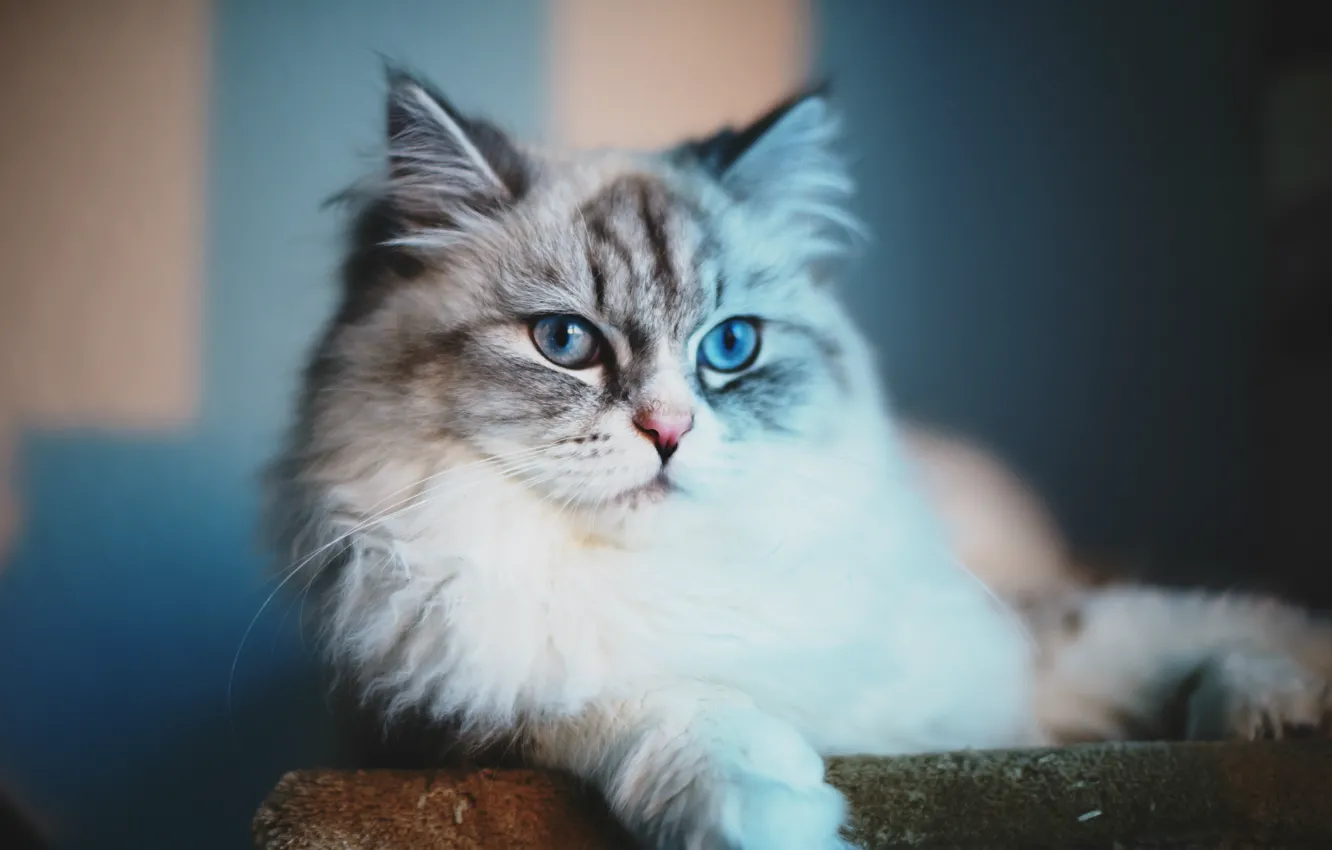Фото обои взгляд, Кот, голубые глаза, cat, blue eyes