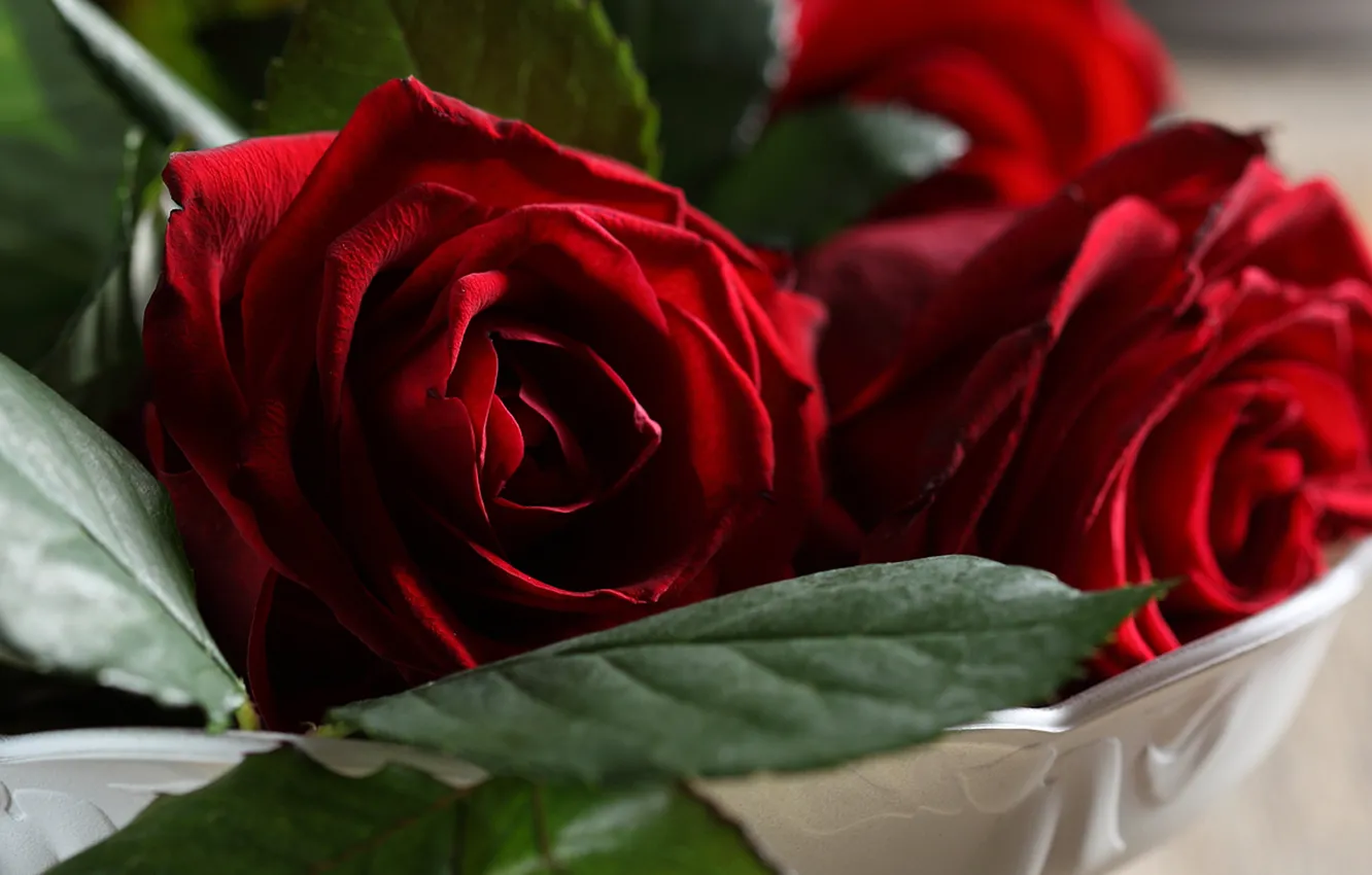 Фото обои цветы, букет, бутоны, красные розы