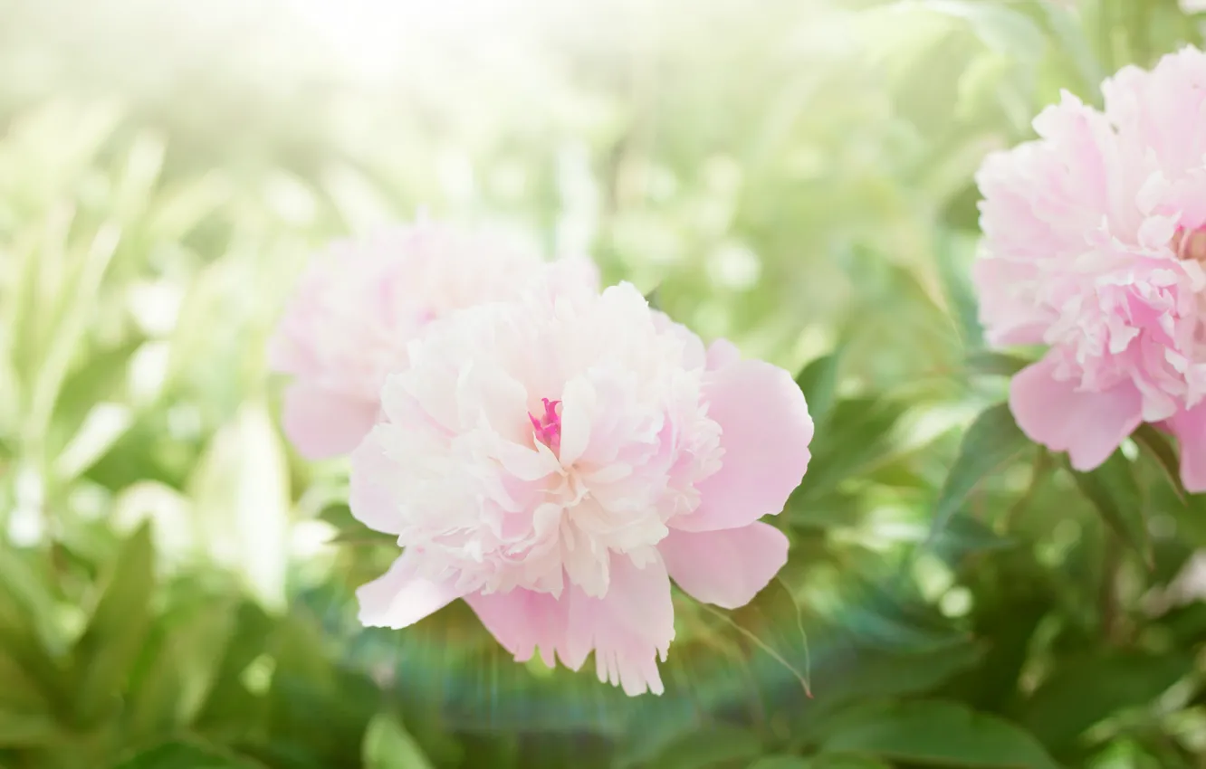 Фото обои цветы, весна, розовые, цветение, пионы