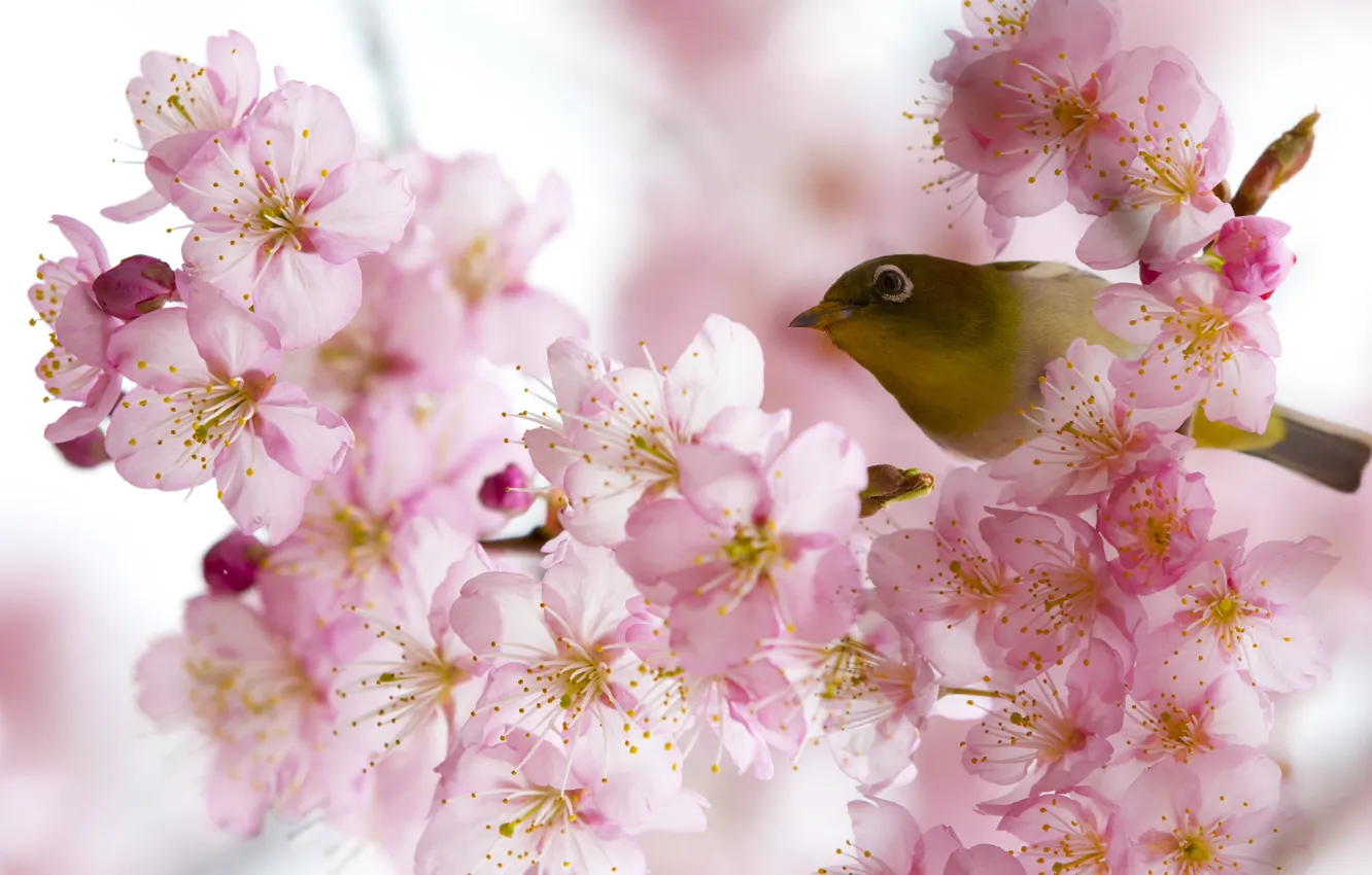 Фото обои весна, птичка, цветение