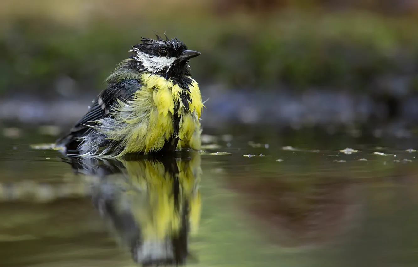 Фото обои природа, птица, лужа