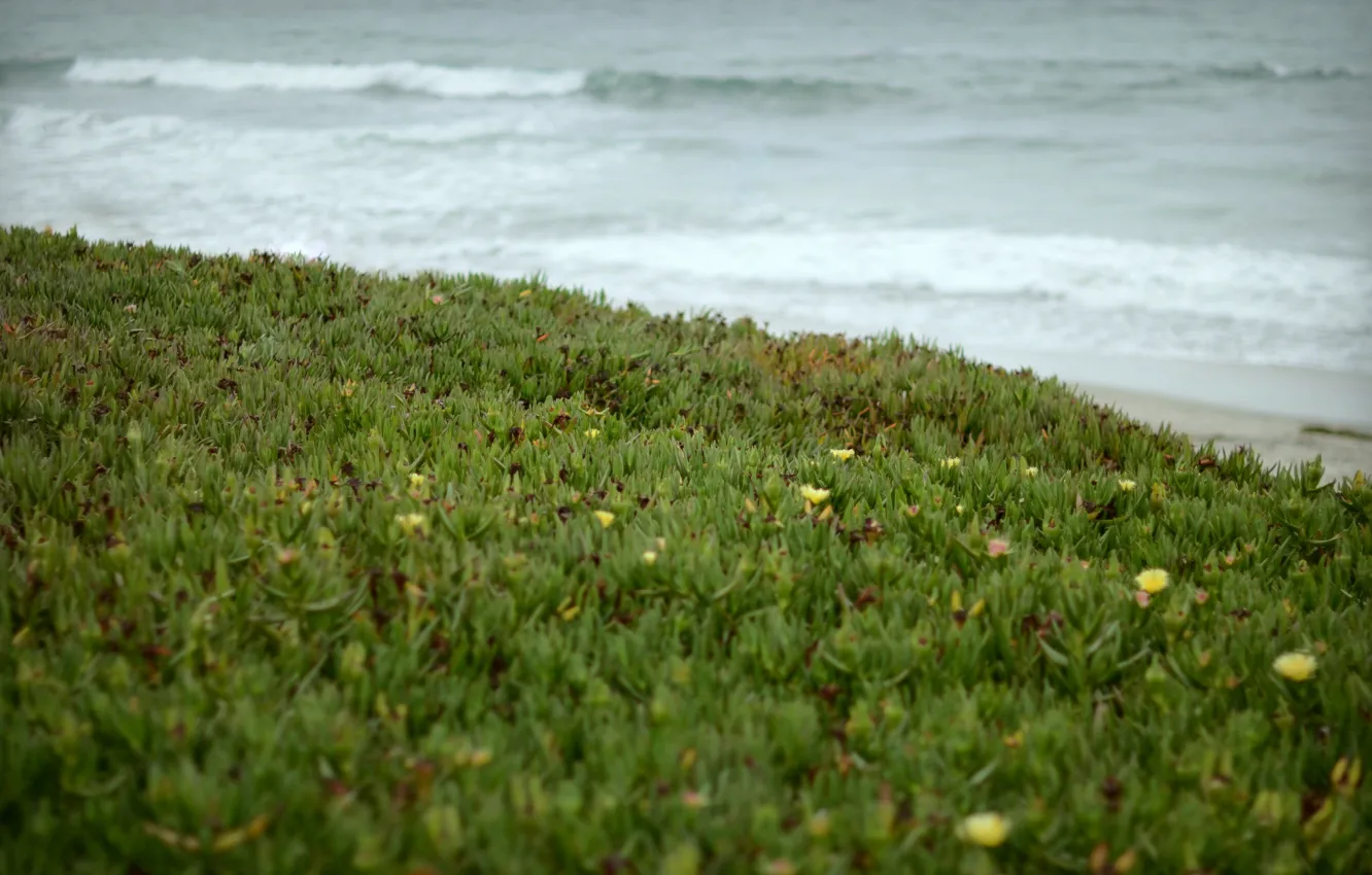 Фото обои волны, трава, берег
