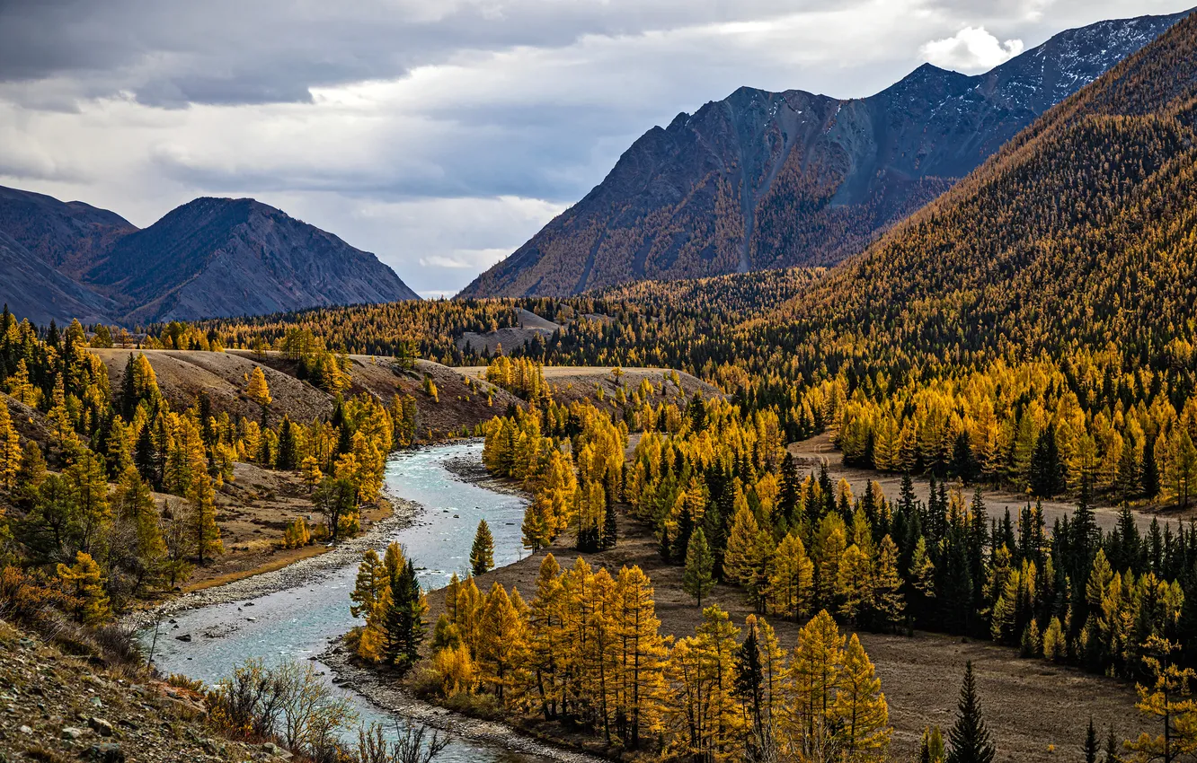 Фото обои forest, river, trees, cause
