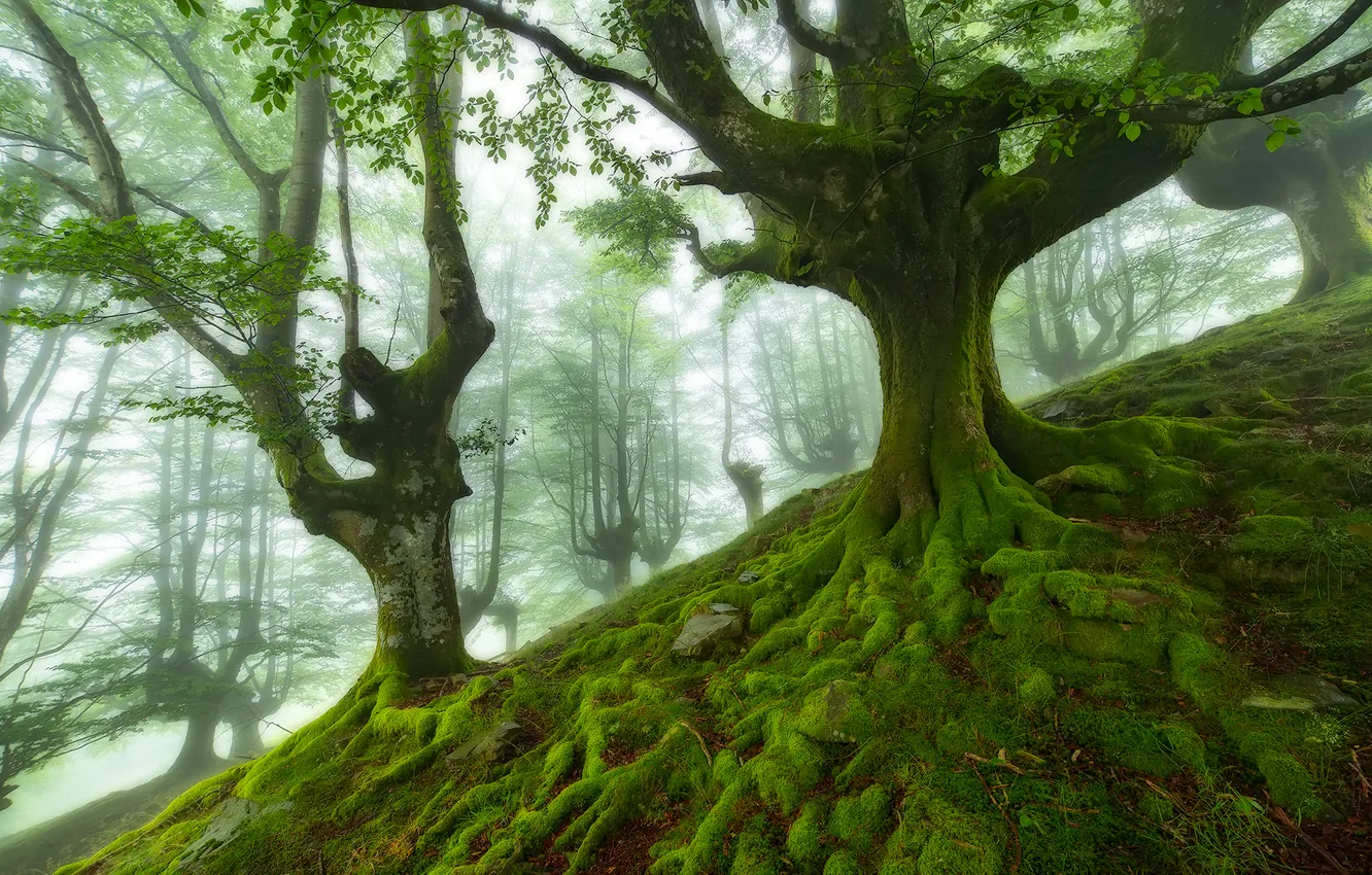 Фото обои лес, деревья, мох, Испания, бук, Бискайя