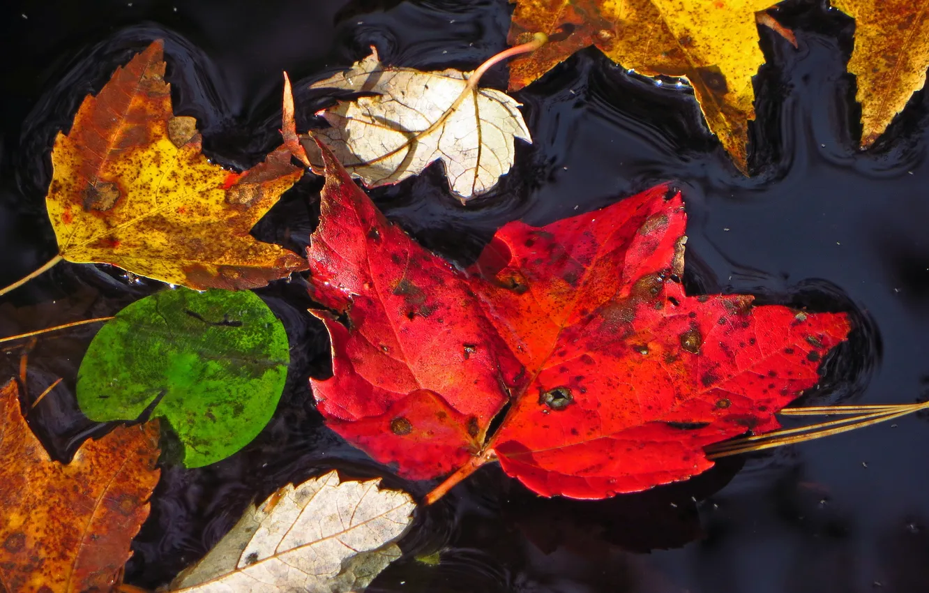 Фото обои осень, листья, вода, макро