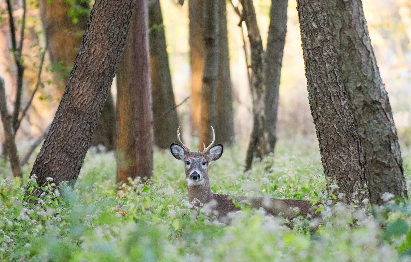 Фото обои forest, deer, wildlife, direct gaze