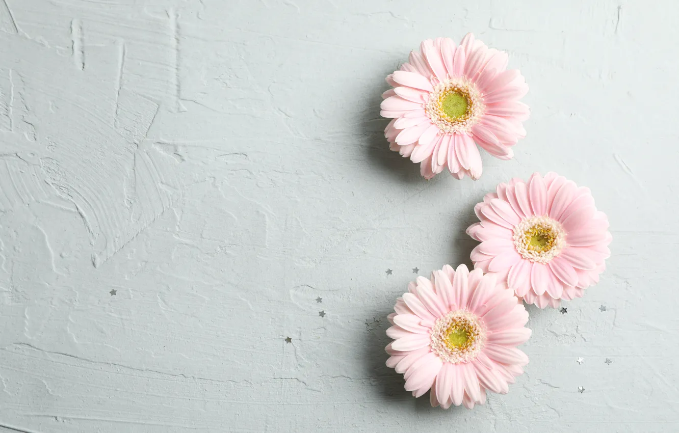 Фото обои фон, розовые, герберы