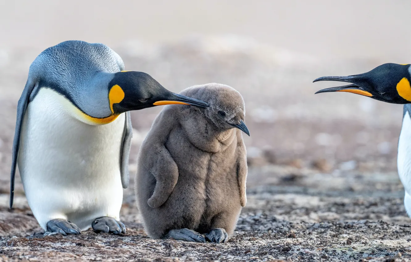 Фото обои ice, baby, cold, wildlife, keiser pinguin
