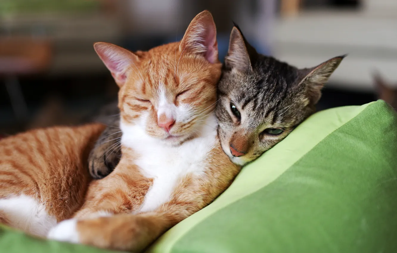 Фото обои серый, коты, Кошки, рыжий, подушка, двое, спят