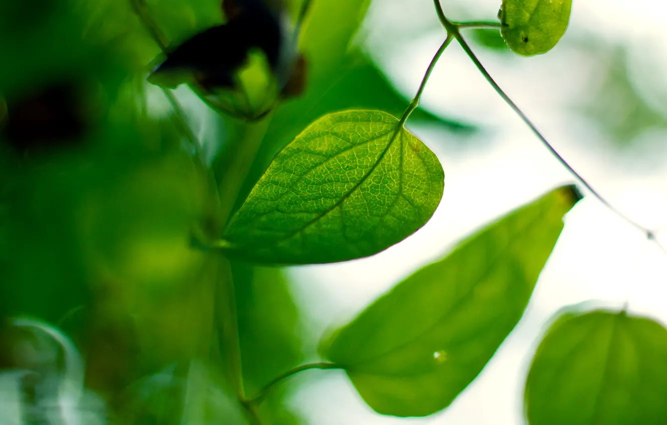 Фото обои листья, макро, природа, растение, размытость, зеленые