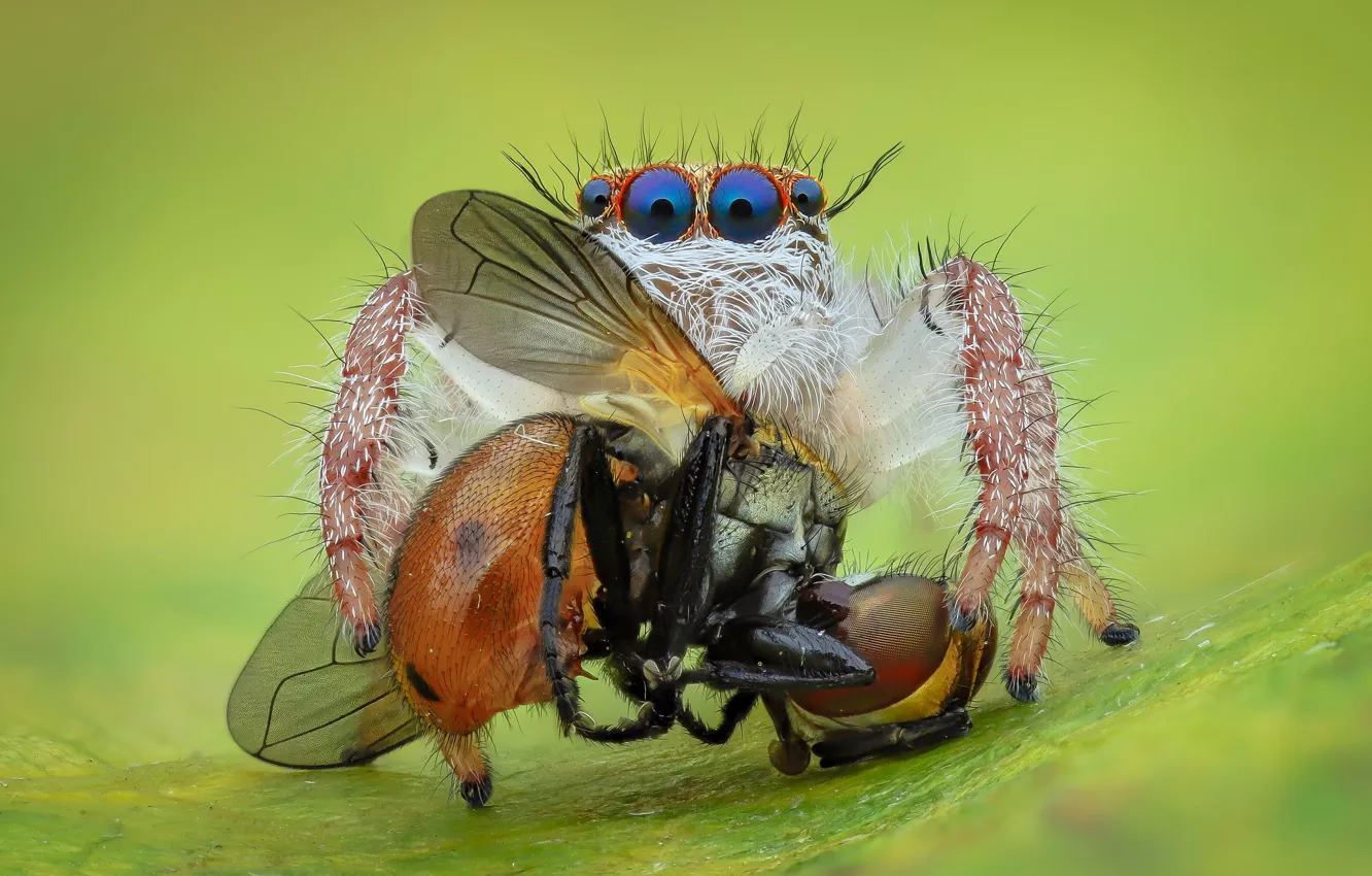 Фото обои глаза, макро, муха, фон, паук, добыча, прыгун, джампер