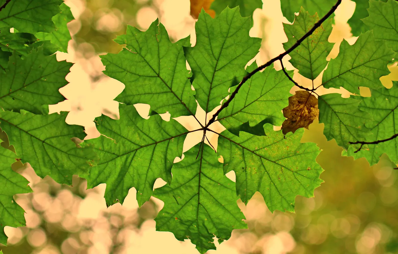 Фото обои осень, макро, узор, листва, ветка, зеленые, боке, симметрия