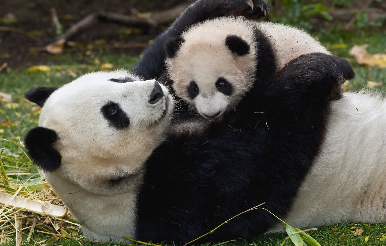 Фото обои малыш, панда, детеныш, мама