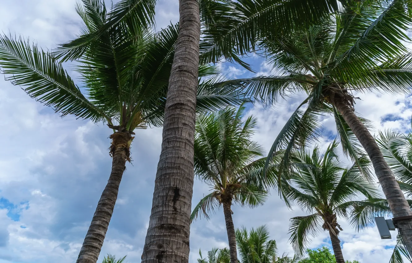 Фото обои пляж, небо, пальмы, beach, sky, крона, palms, tropical