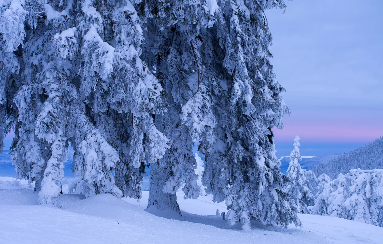 Фото обои зима, снег, природа, дерево, мороз