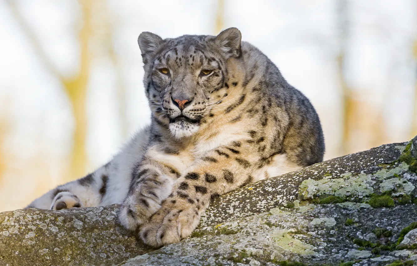Фото обои кошка, отдых, камень, мох, ирбис, снежный барс, ©Tambako The Jaguar