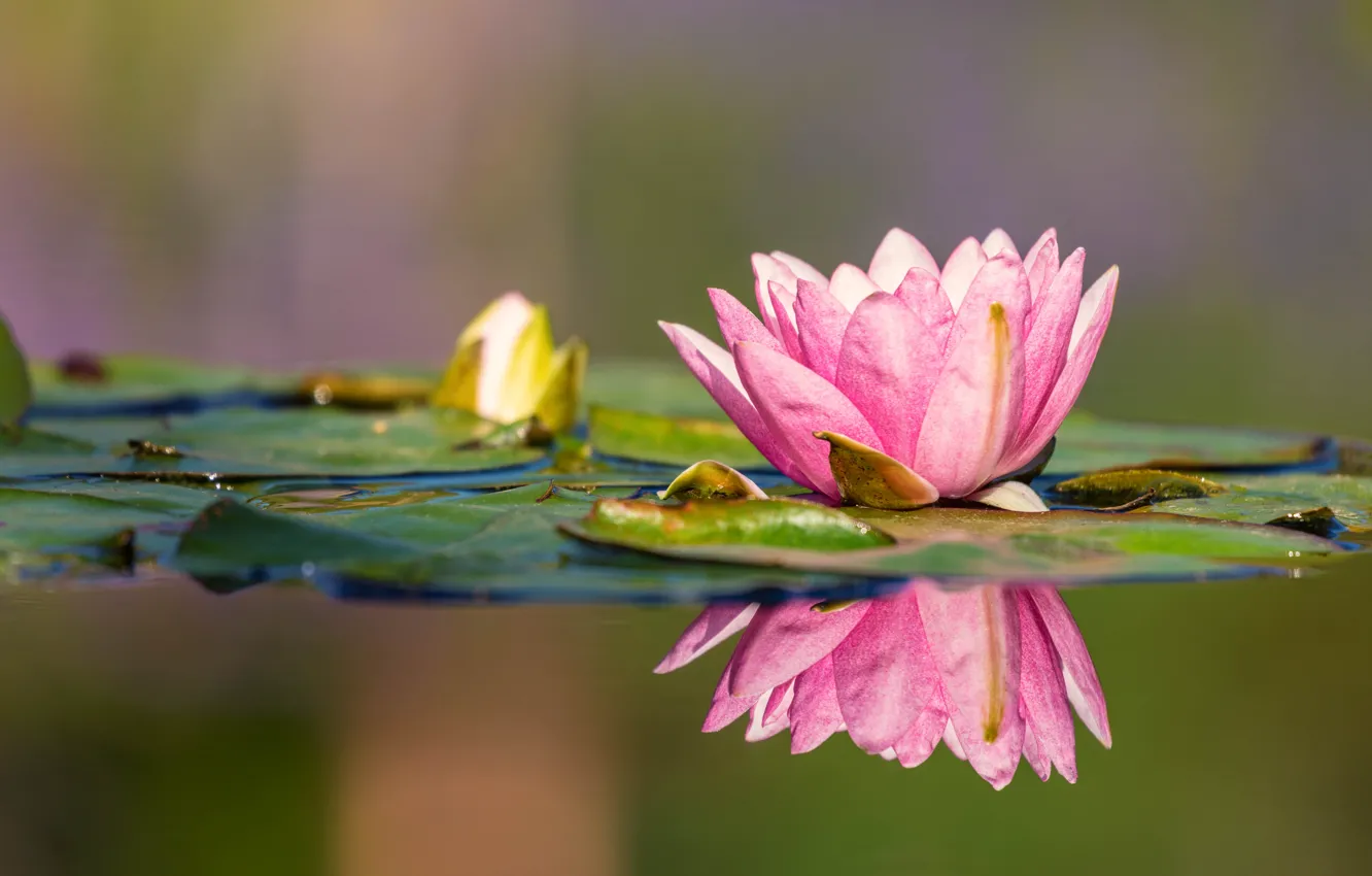 Фото обои листья, вода, отражение, нимфея, водяная лилия