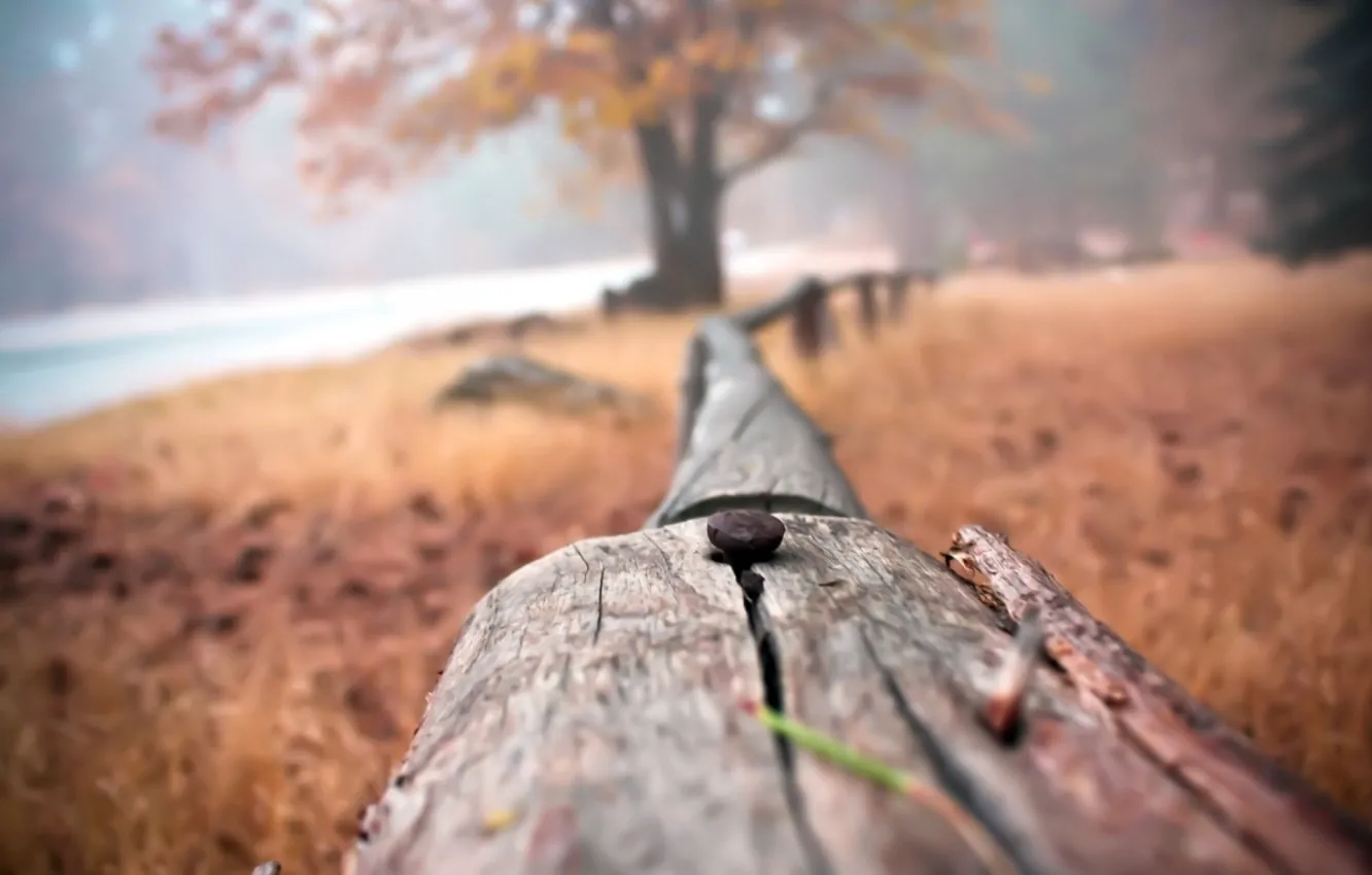 Фото обои abstract, wallpaper, photography, close-up, field, landscape, nature, autumn