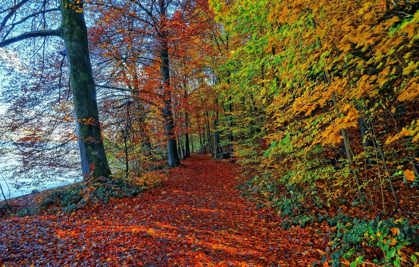Фото обои осень, лес, листья, дорожка
