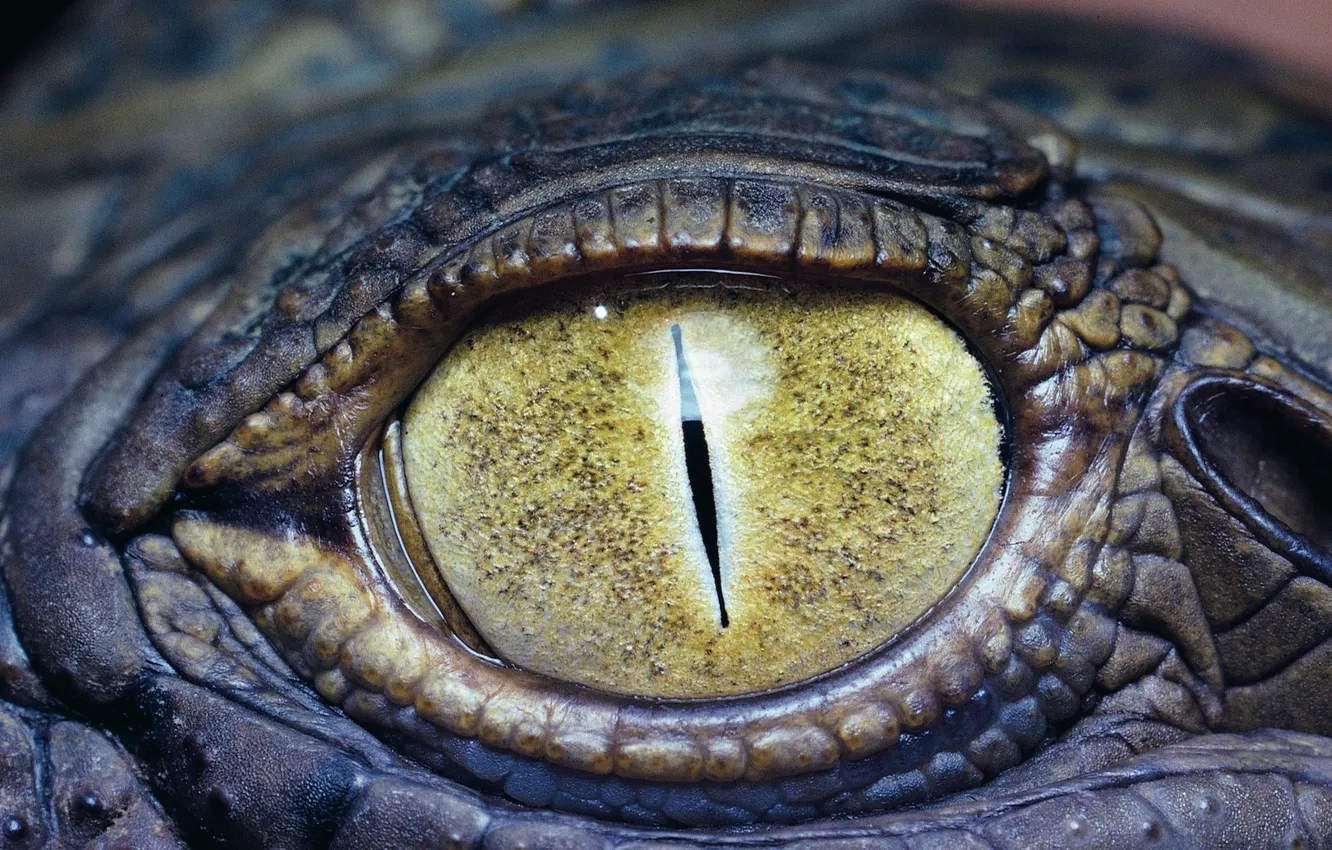 Фото обои yellow, eye, crocodile, reptile