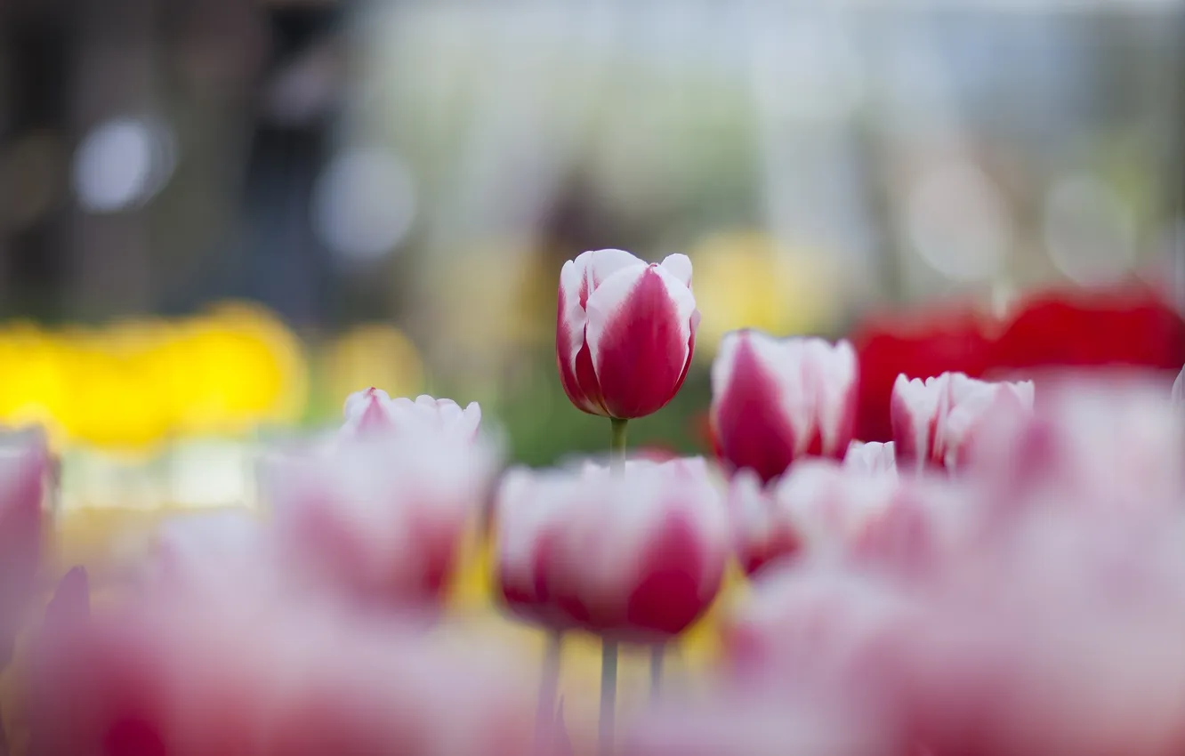 Фото обои весна, тюльпаны, много, розово-белые