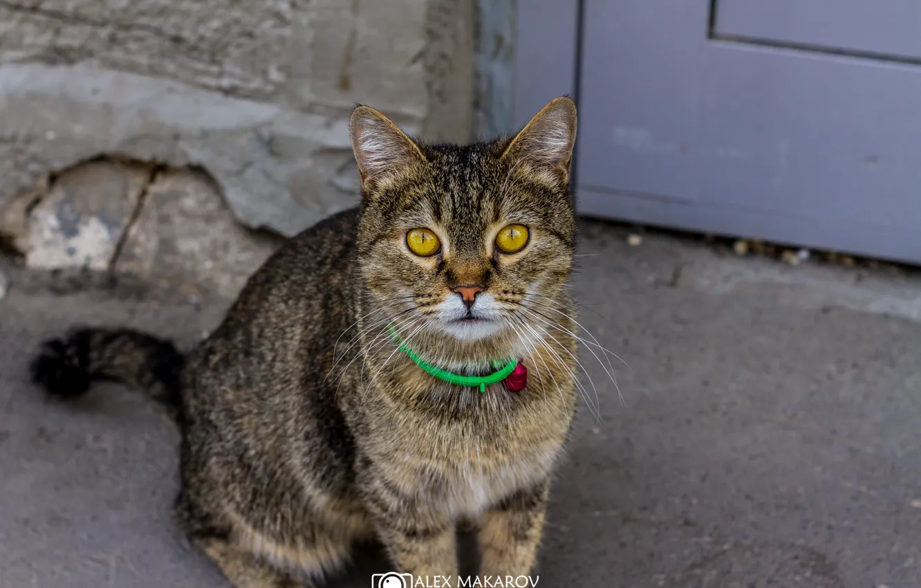 Фото обои кошка, кот, асфальт, улица, полосатый