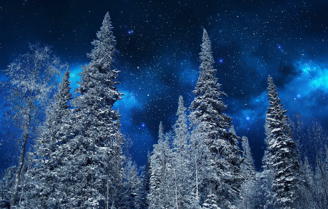 Фото обои зима, небо, снег, деревья, ночь, природа, звёзды, ели