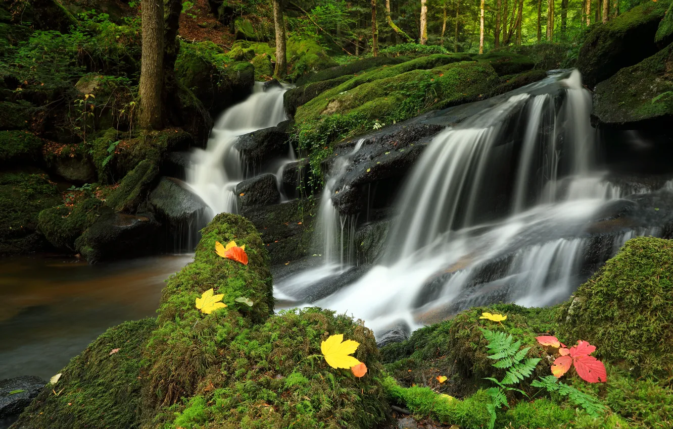 Фото обои осень, лес, камни, скалы, листва, водопад, мох, папоротник