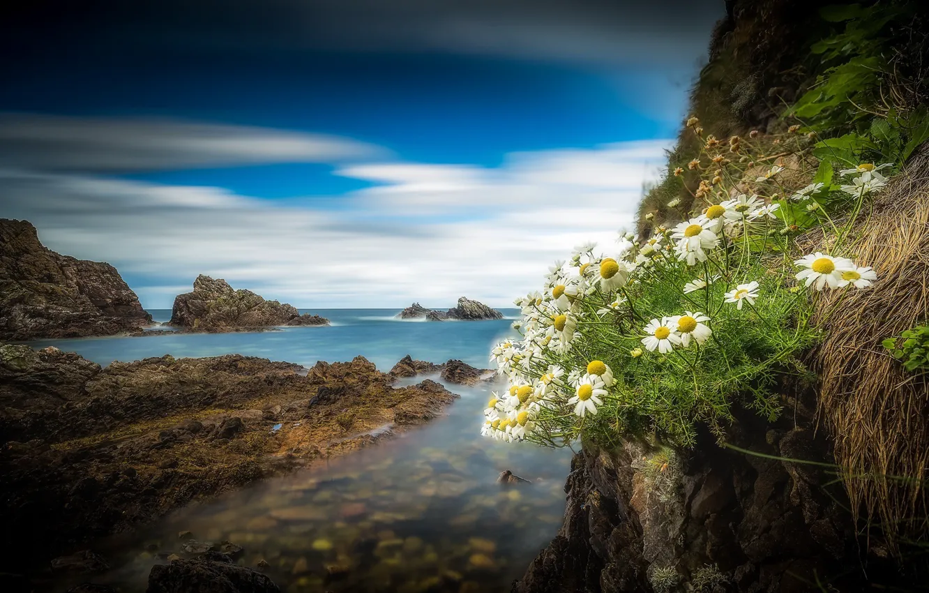 Фото обои скалы, побережье, ромашки, Шотландия, Scotland, Portknockie