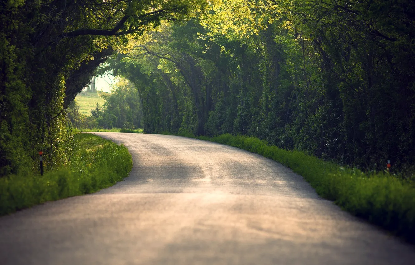 Фото обои дорога, лето, листья, деревья, природа