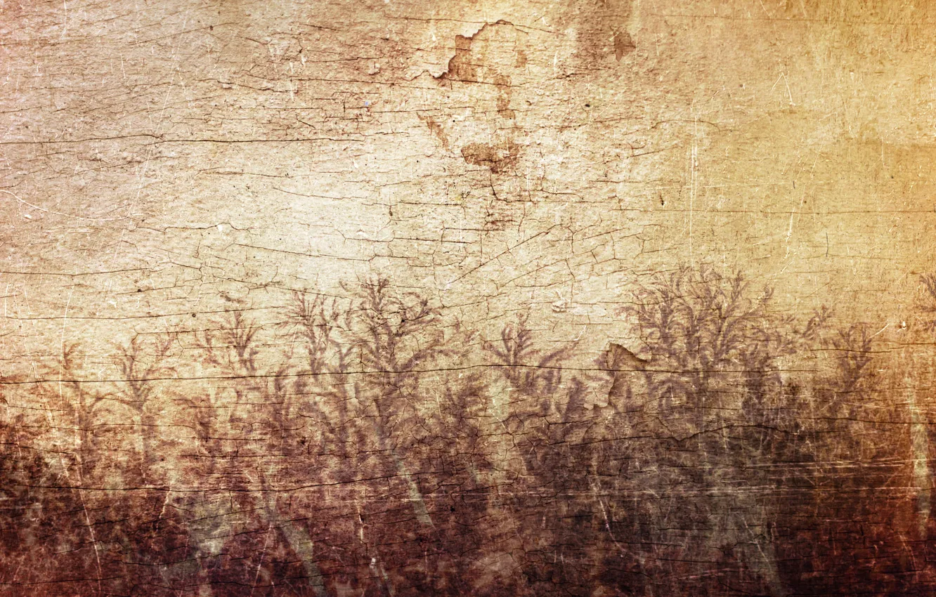 Фото обои листья, трещины, стена, дерево, узор, рисунок, растения, Sirius-sdz