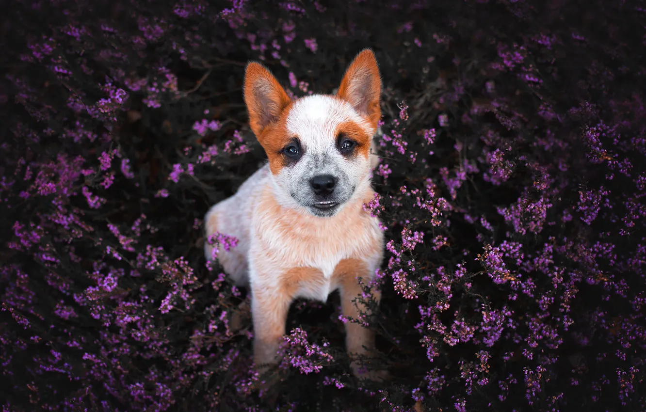 Фото обои цветы, улыбка, поляна, собака, щенок, вереск