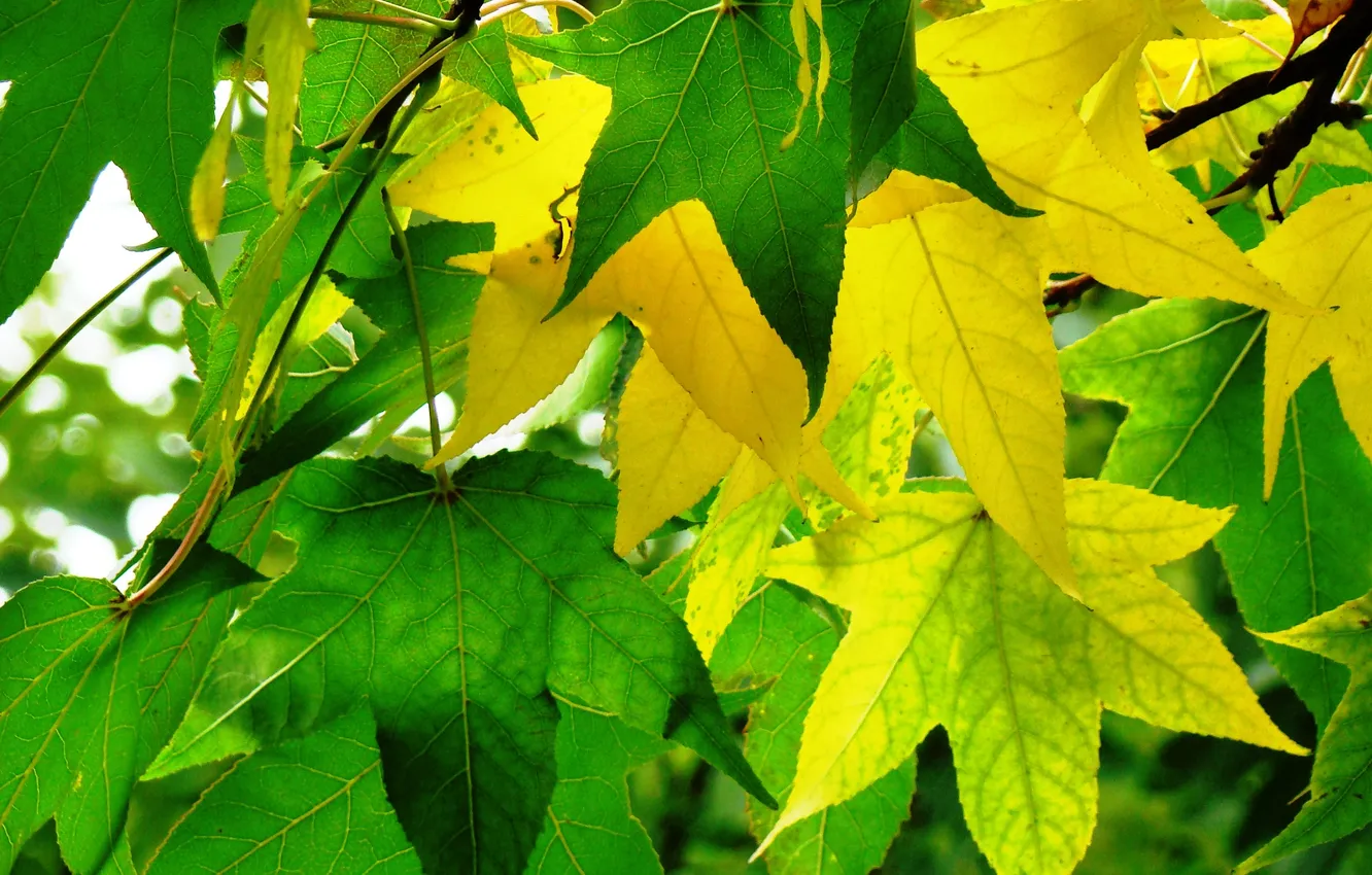 Фото обои осень, листья, амбровое дерево