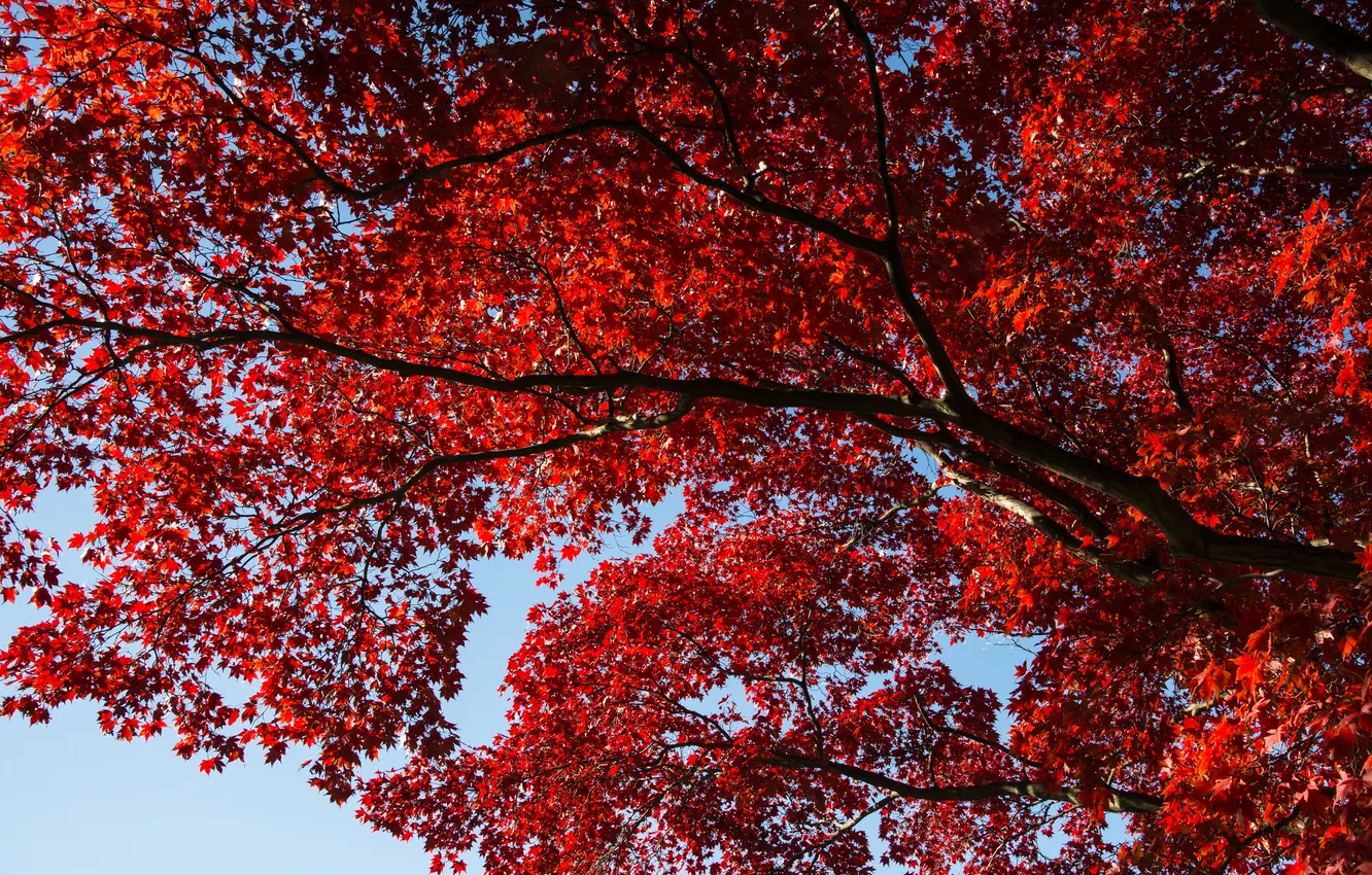 Фото обои осень, небо, природа, дерево, красные, веточки, личтья