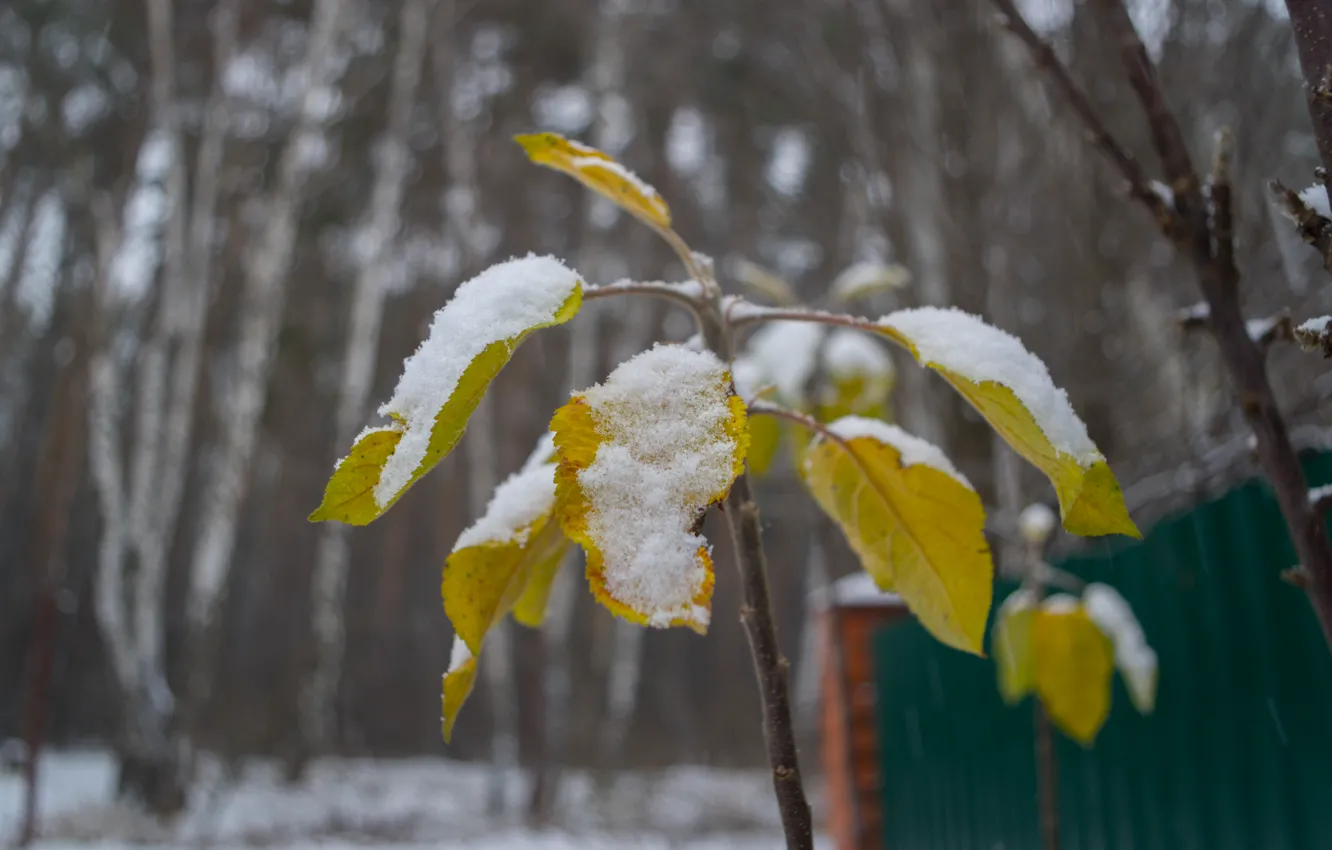 Фото обои зима, листья, снег, жёлтый