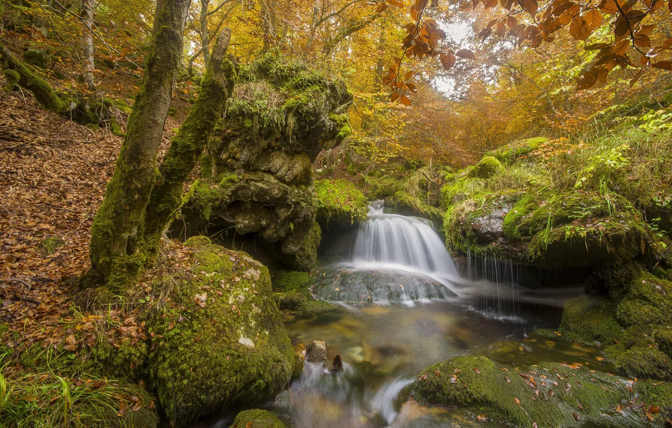 Фото обои осень, лес, деревья, ветки, камни, листва, водопад, мох